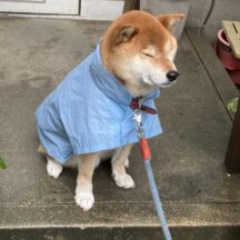 室内でも楽しく運動！雨の日でもできる犬の遊び方