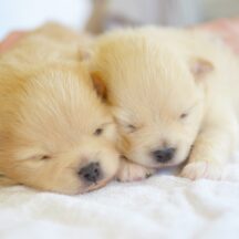 子犬を迎える前に！トイレトレーニングを成功させる3つの秘訣