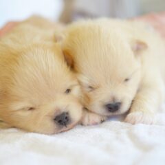 子犬を迎える前に！トイレトレーニングを成功させる3つの秘訣