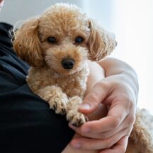 【2026年冬】犬猫の留守番、エアコンつけっぱなしは損？獣医も驚く「電気代節約」＆「命を守る」寒さ対策の神グッズ7選