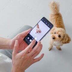 【2月緊急速報まとめ】犬猫の「バレンタイン誤飲」は致死量どれくらい？＆絶対見逃せない「猫の日2026」争奪戦＆春前の抜け毛対策ガイド