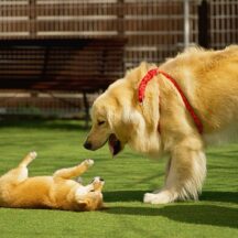 【3月の罠】ポカポカ散歩が命取り！？公園に潜む「透明な毒」と狂犬病ハガキ放置の恐ろしい結末