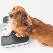 【1月の悲劇】愛犬が急死する誤飲TOP3！正月太り即解消の裏技