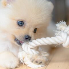 【1月の悲鳴】触ると痛い静電気！愛犬・愛猫を乾燥から救う「潤いケア」5選