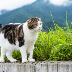 【3月の悲劇】花瓶の水すら危ない！？獣医が震える「春の猛毒植物」と窓開け脱走の罠
